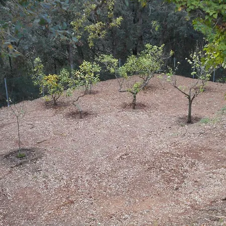 Tamara 2 卡波利韦里